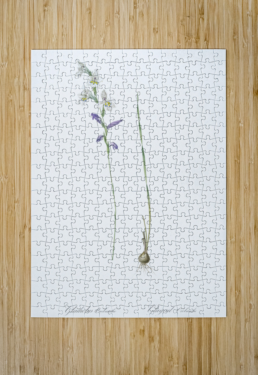 Gladiolus orobanche illustration  IStockHistory com Puzzle printing