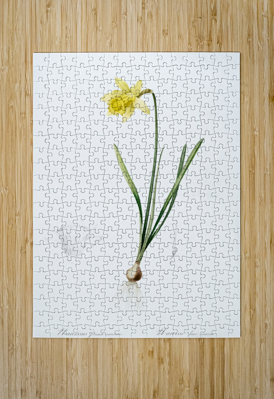 Lent lily illustration  IStockHistory com Puzzle printing