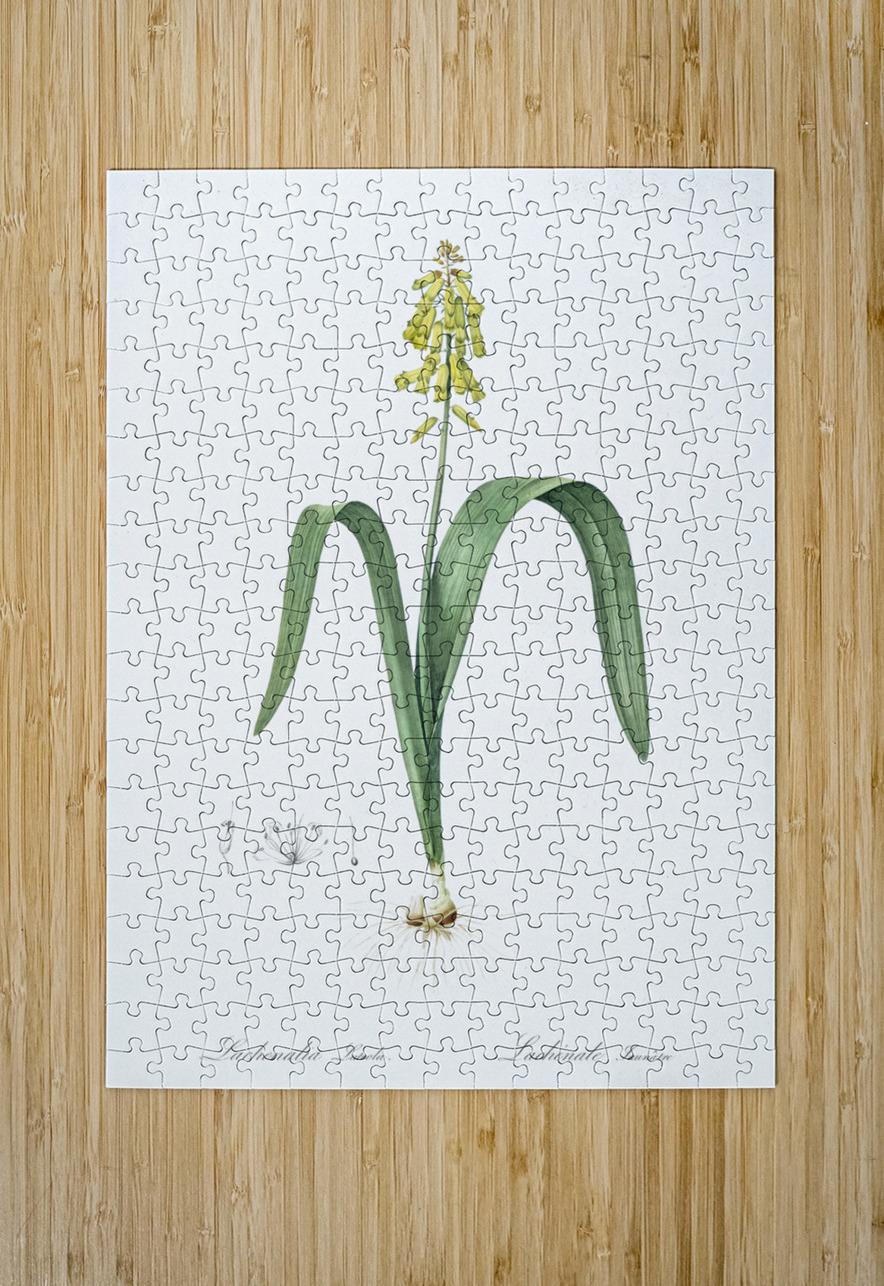 Opal flower illustration  IStockHistory com Puzzle printing