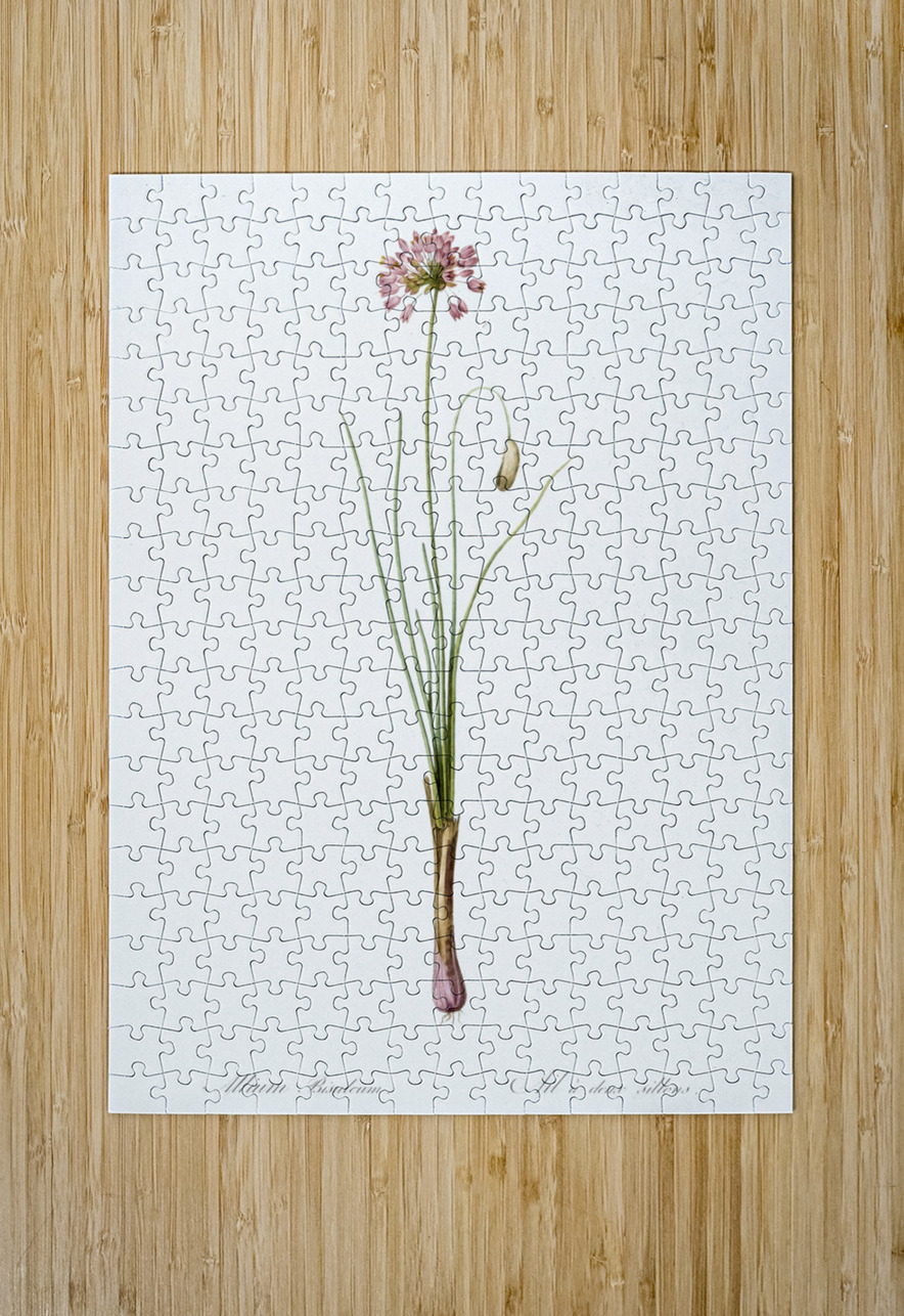 Autumn onion illustration  IStockHistory com Puzzle printing