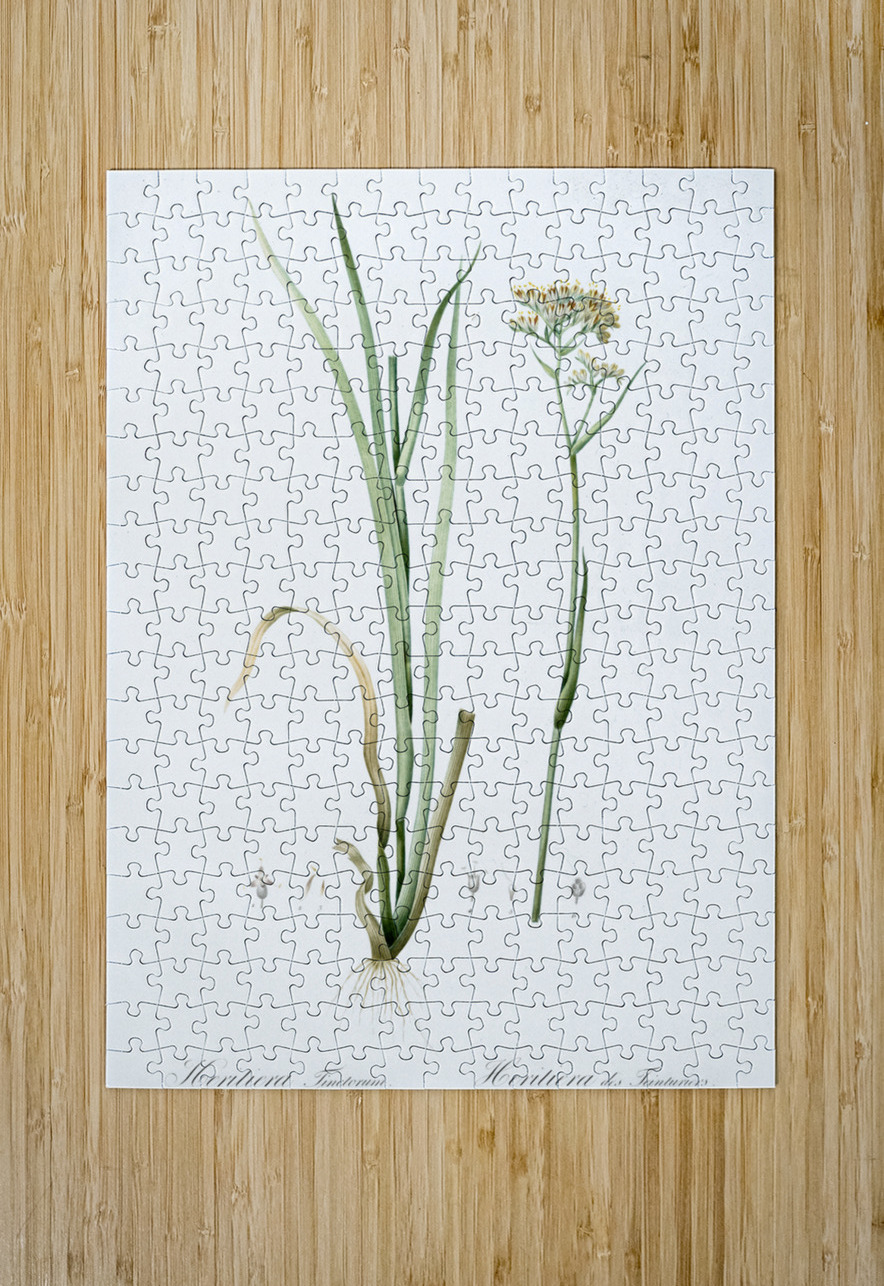 Carolina redroot illustration  IStockHistory com Puzzle printing