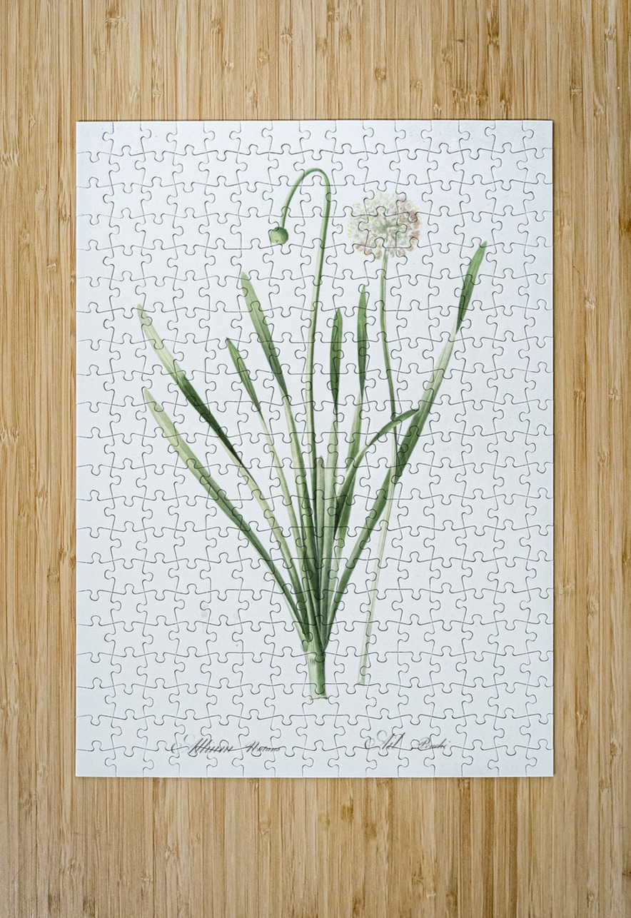 Star squill illustration  IStockHistory com Puzzle printing