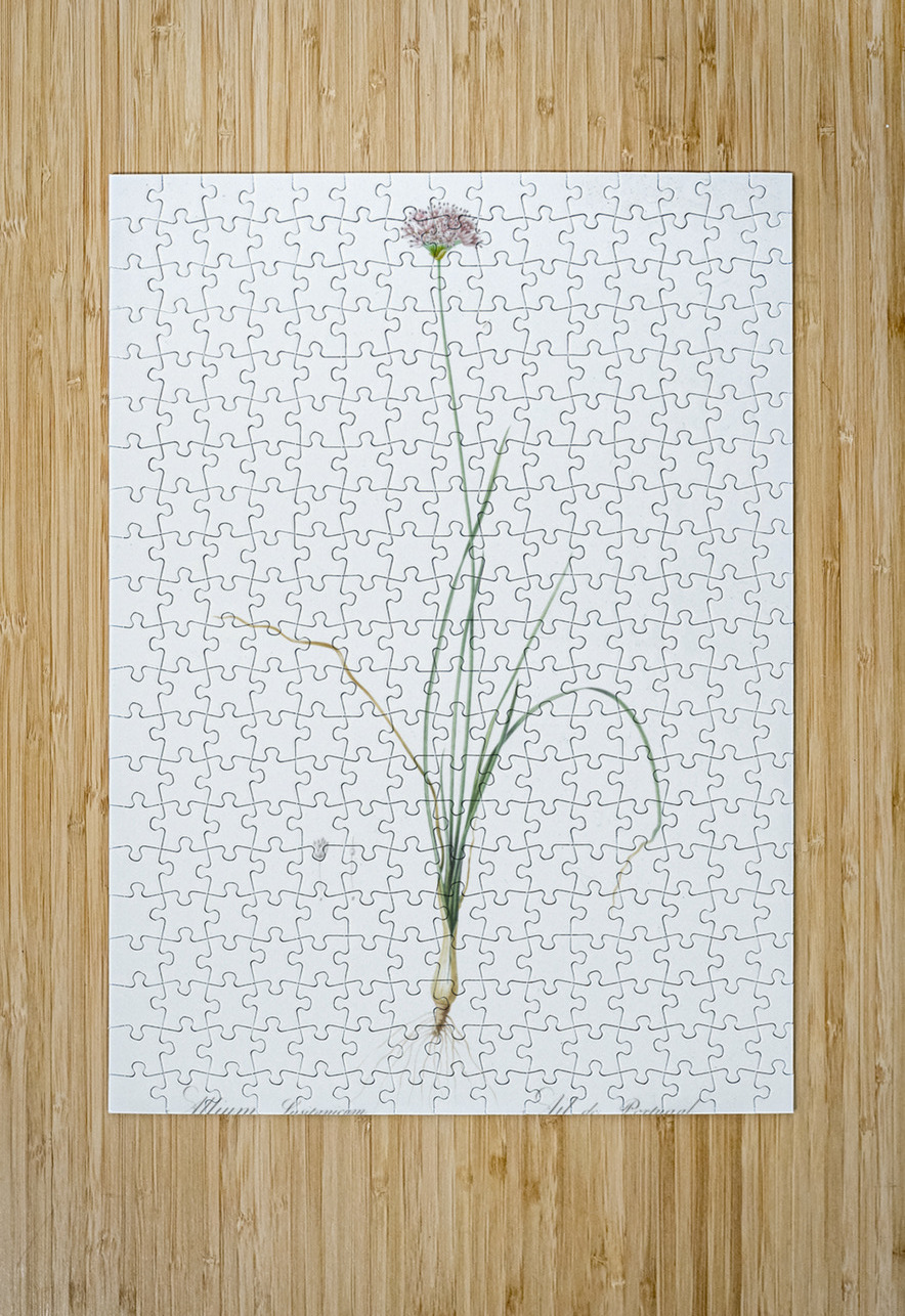 Mountain garlic illustration  IStockHistory com Puzzle printing