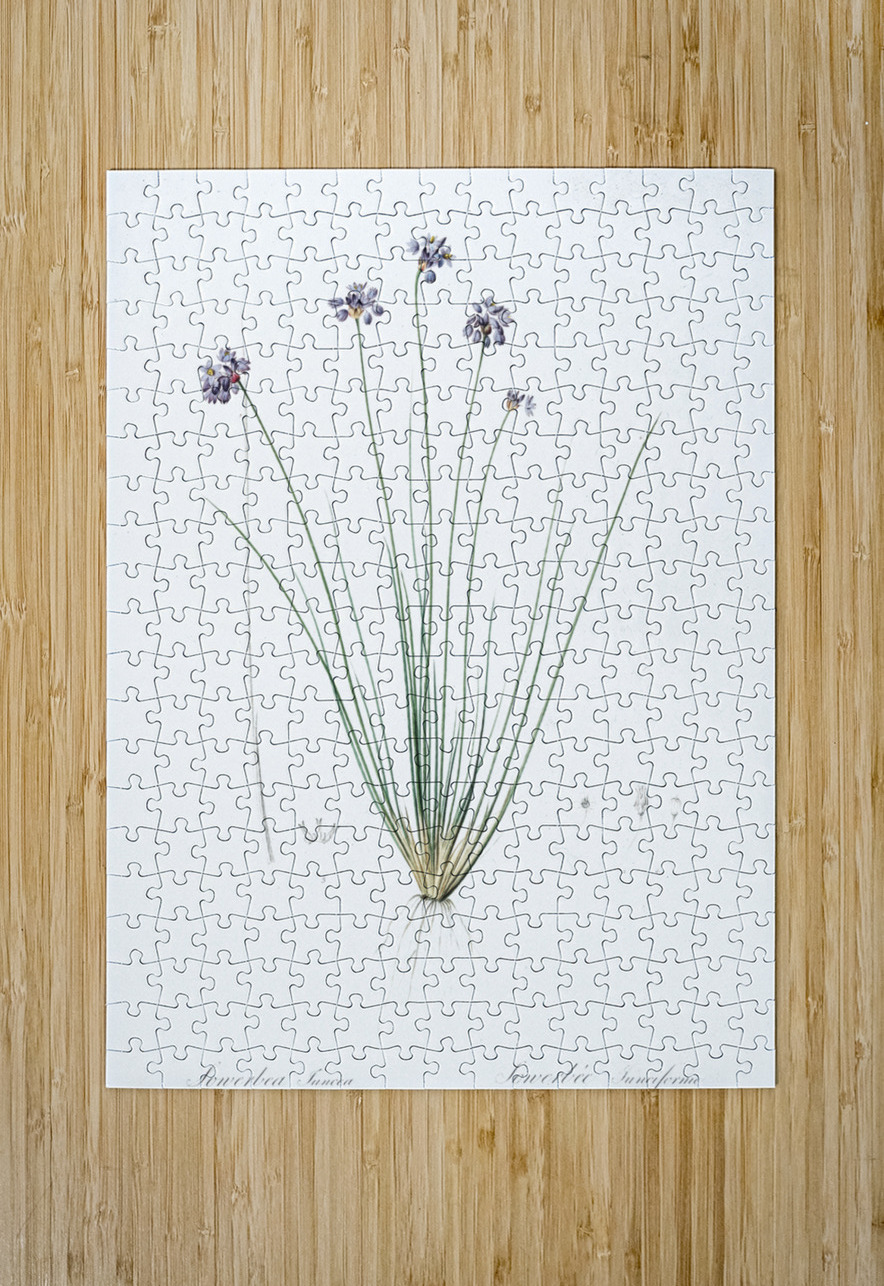 Vanilla lily illustration  IStockHistory com Puzzle printing