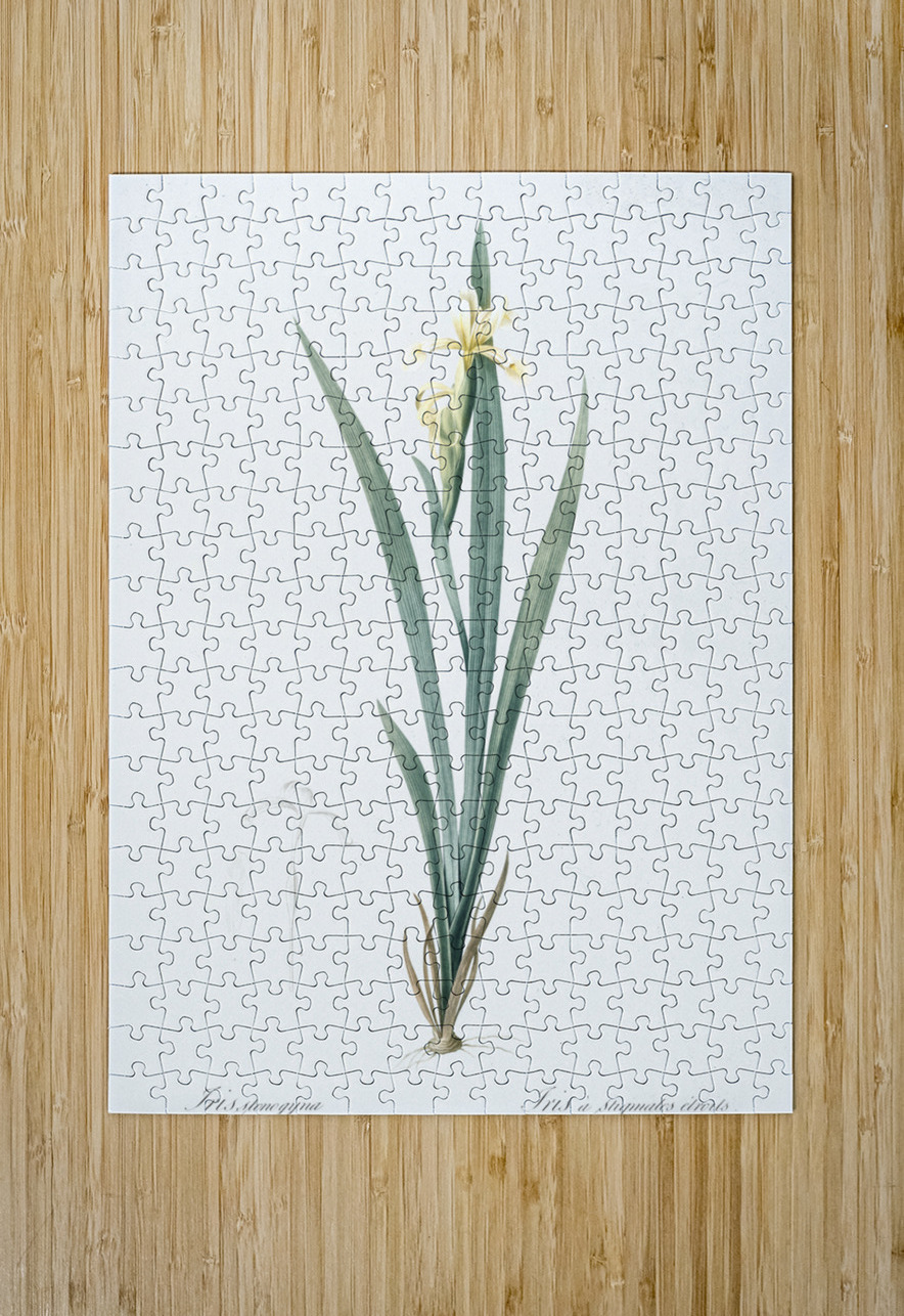 Yellow banded iris illustration  IStockHistory com Puzzle printing