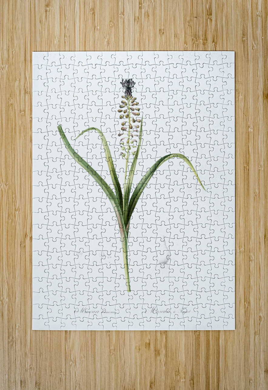 Grape hyacinth illustration  IStockHistory com Puzzle printing