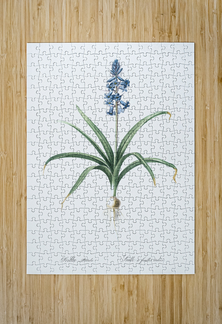 Scilla patula illustration  IStockHistory com Puzzle printing