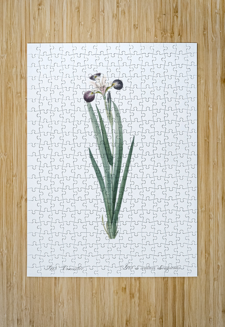 Harlequin blueflag illustration  IStockHistory com Puzzle printing