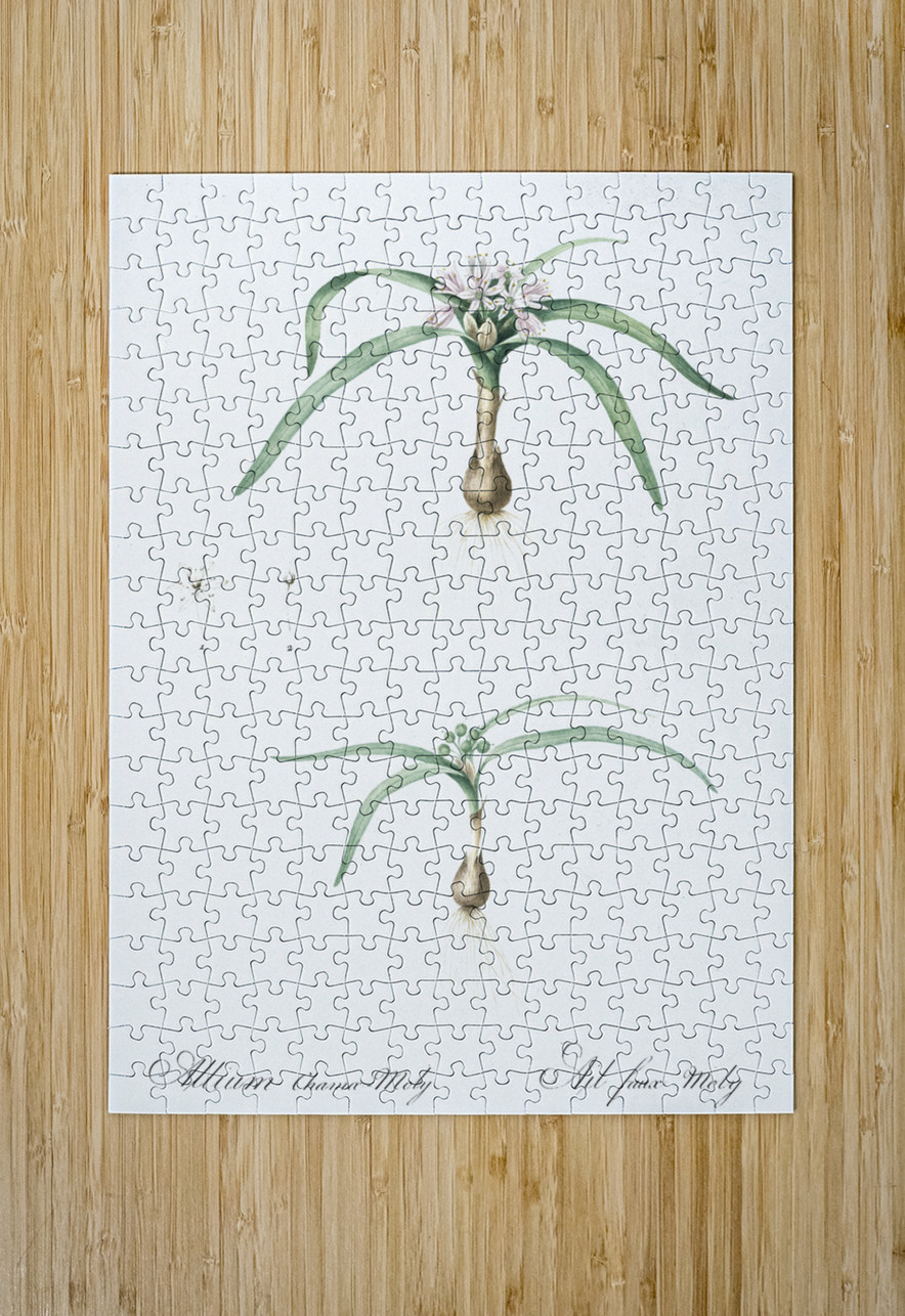 Dwarf garlic illustration  IStockHistory com Puzzle printing