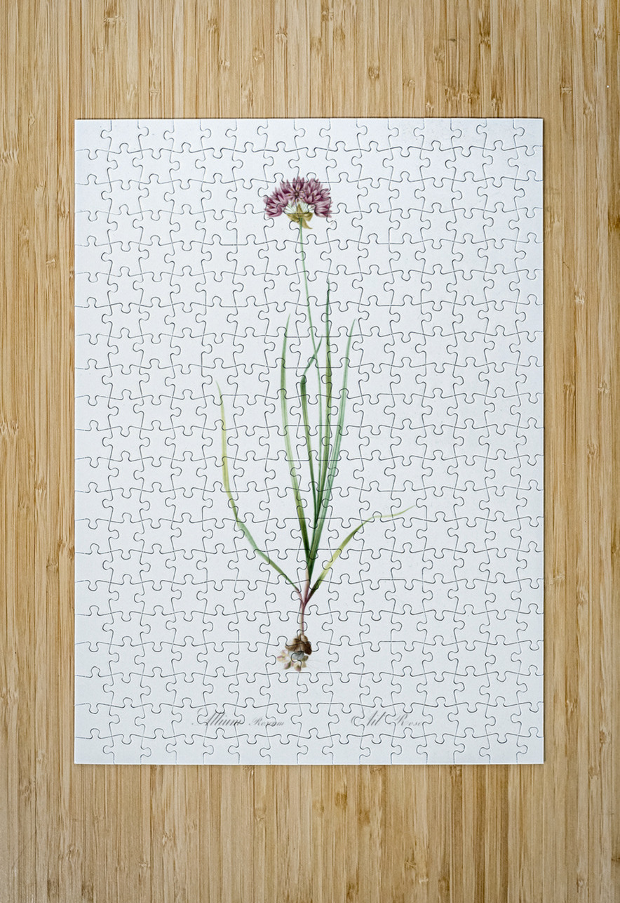 Rosy garlic illustration  IStockHistory com Puzzle printing