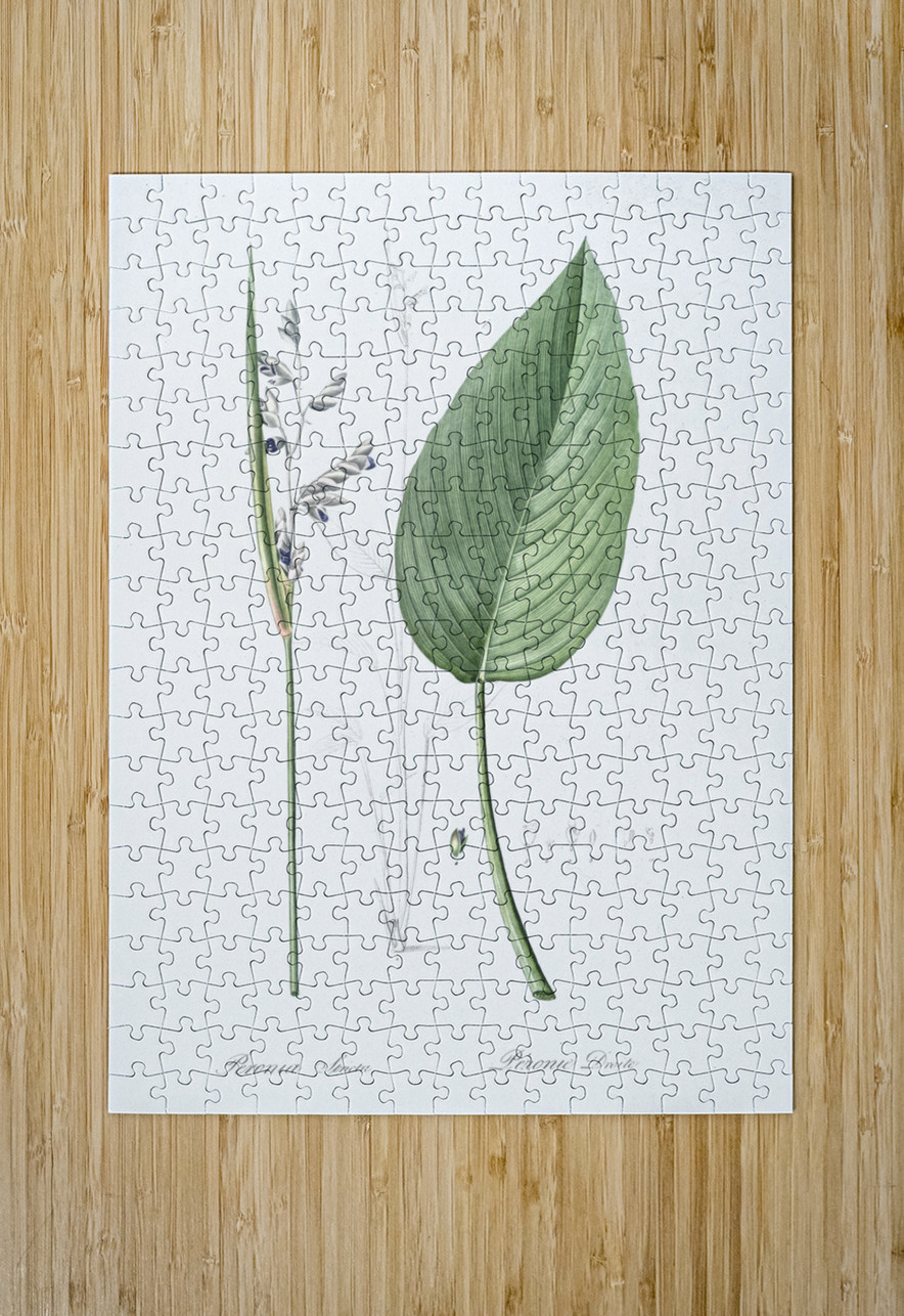 Powdery alligator-flag illustration  IStockHistory com Puzzle printing