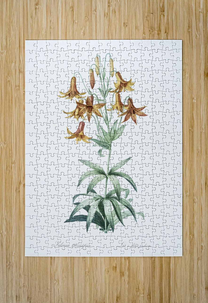 Canada lily illustration  IStockHistory com Puzzle printing