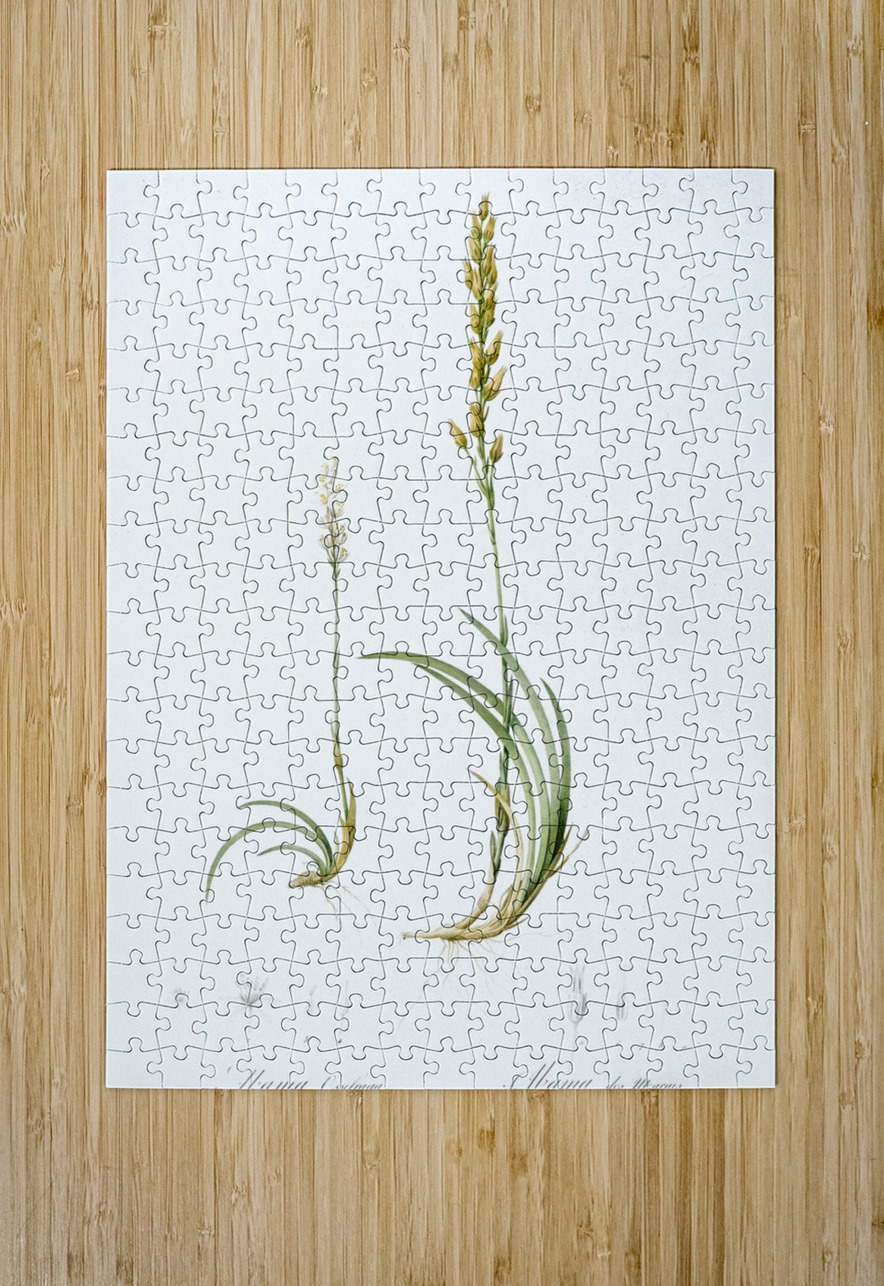 Abama ossifraga illustration  IStockHistory com Puzzle printing