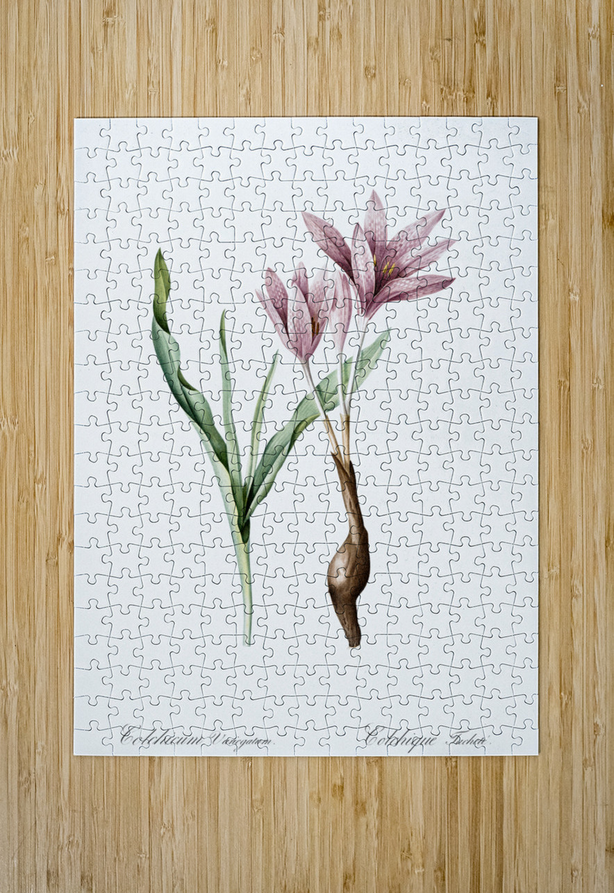 Autumn crocus illustration  IStockHistory com Puzzle printing