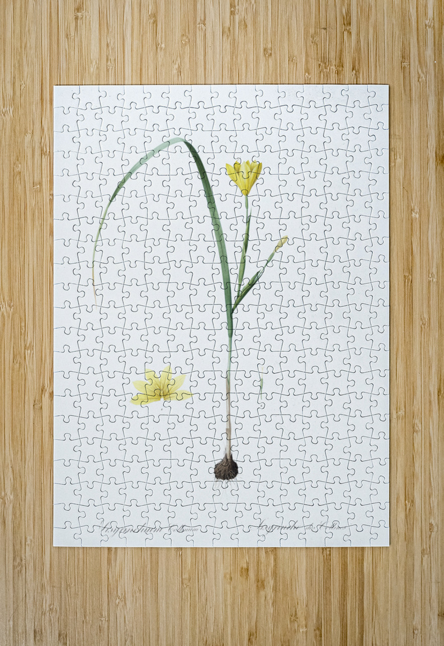 Cape tulip illustration  IStockHistory com Puzzle printing