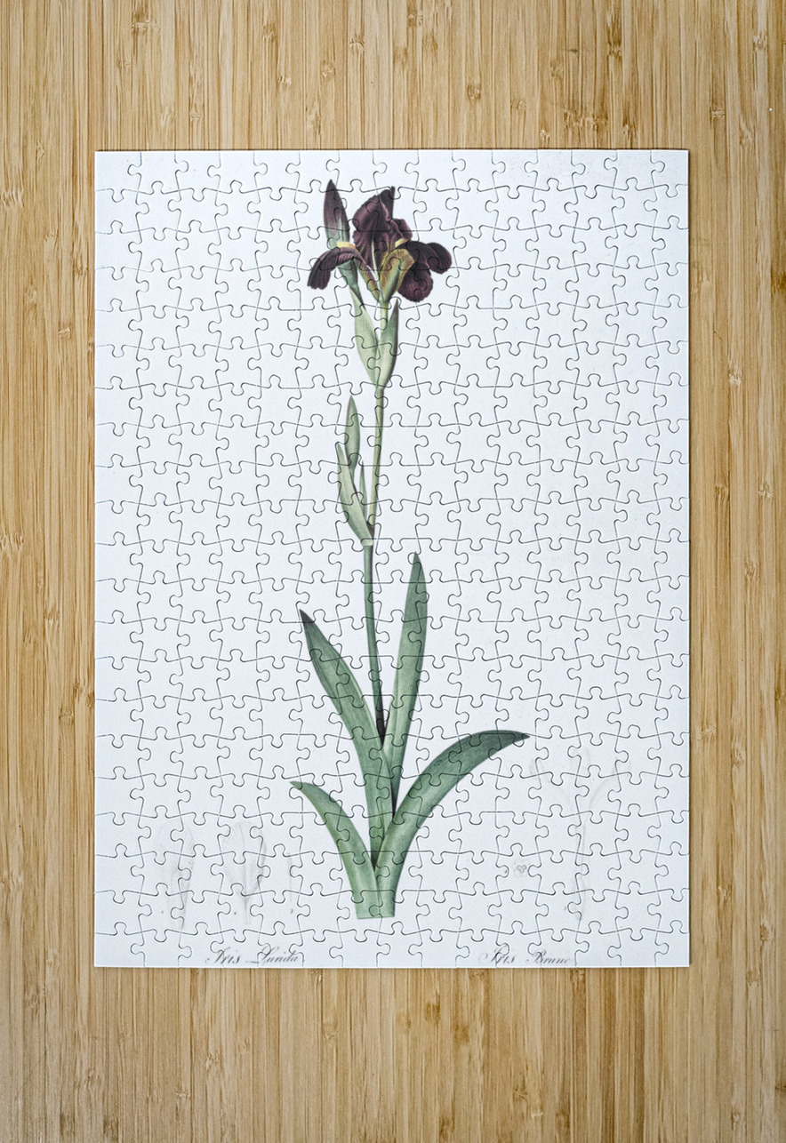 Dingy flag iris illustration  IStockHistory com Puzzle printing