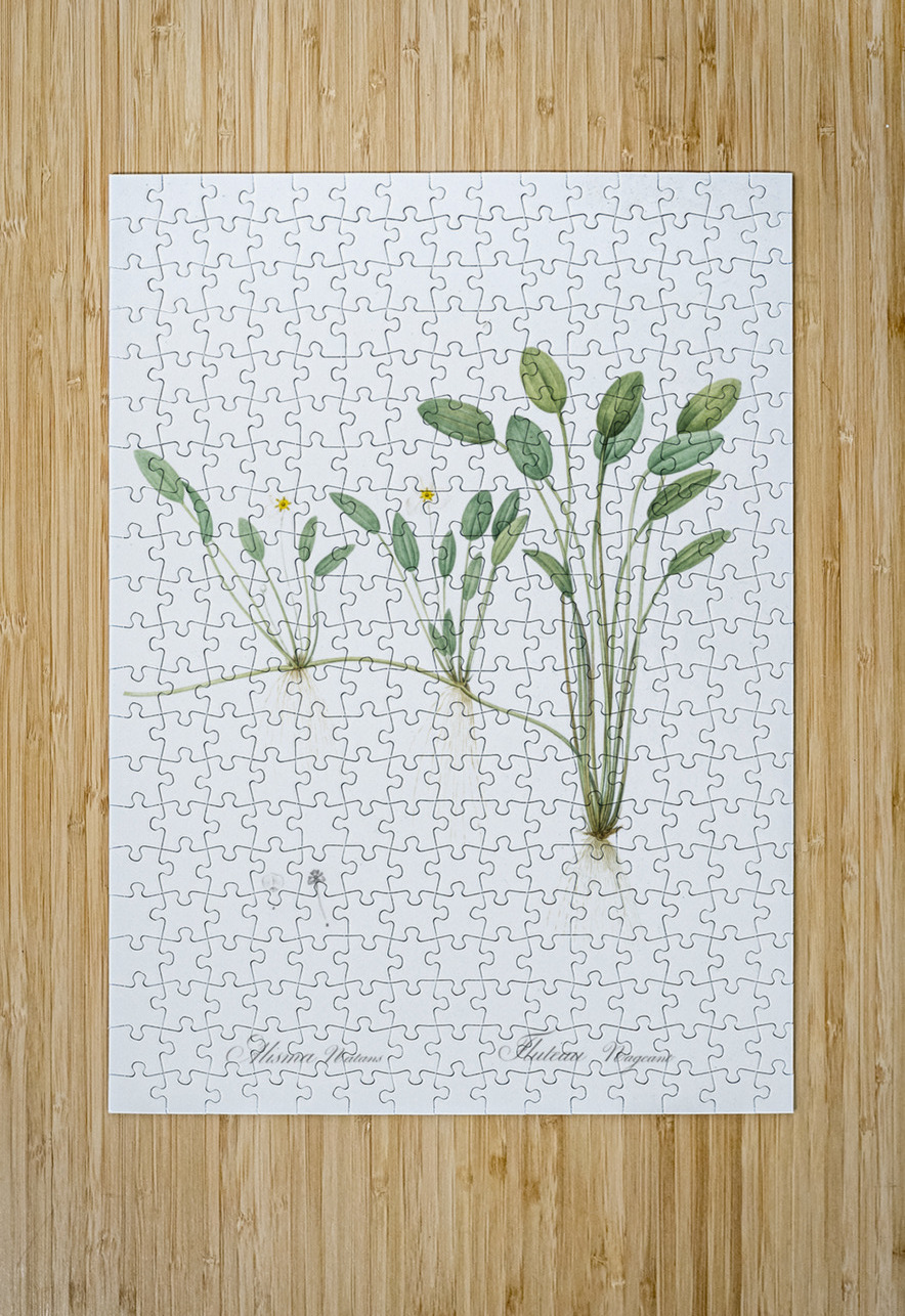 Floating water-plantain illustration  IStockHistory com Puzzle printing