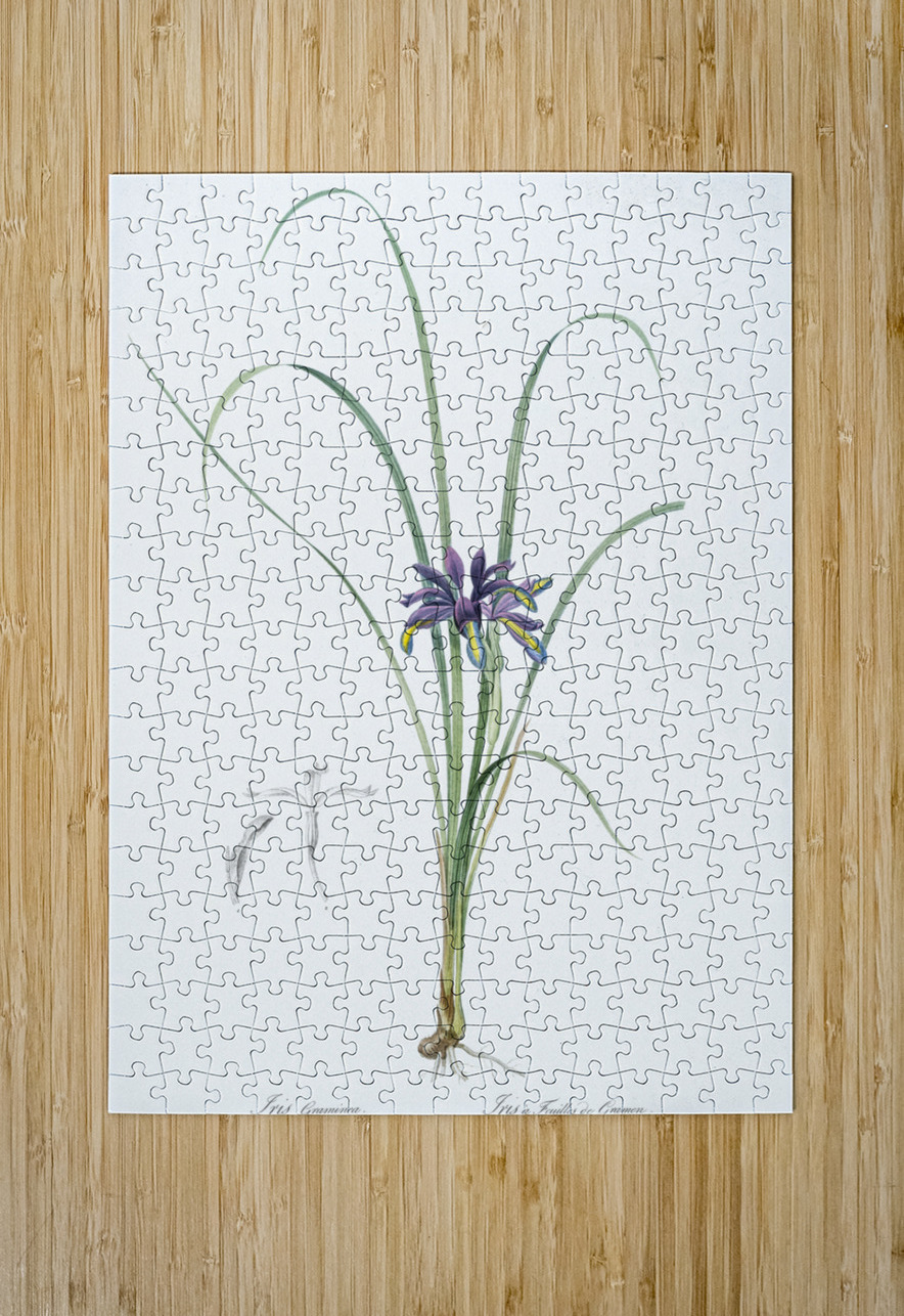 Grass leaved iris illustration  IStockHistory com Puzzle printing
