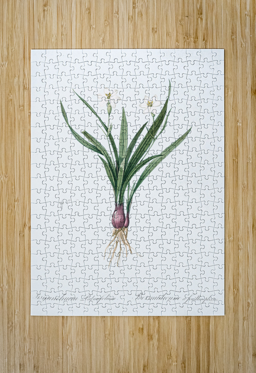 Agave yuccaefolia illustration  IStockHistory com Puzzle printing