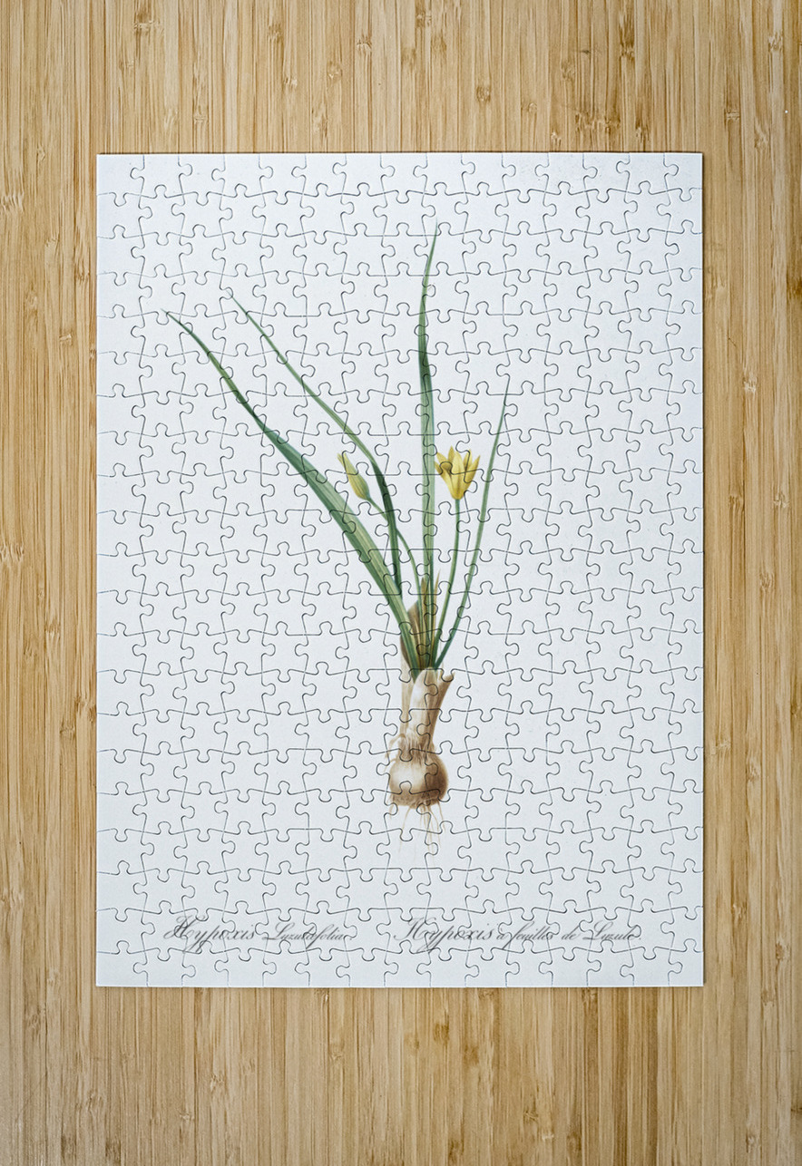 Weevil-wort illustration  IStockHistory com Puzzle printing