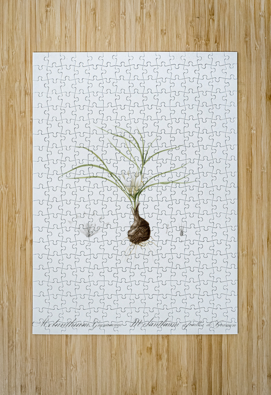 Melanthium gramineum illustration  IStockHistory com Puzzle printing