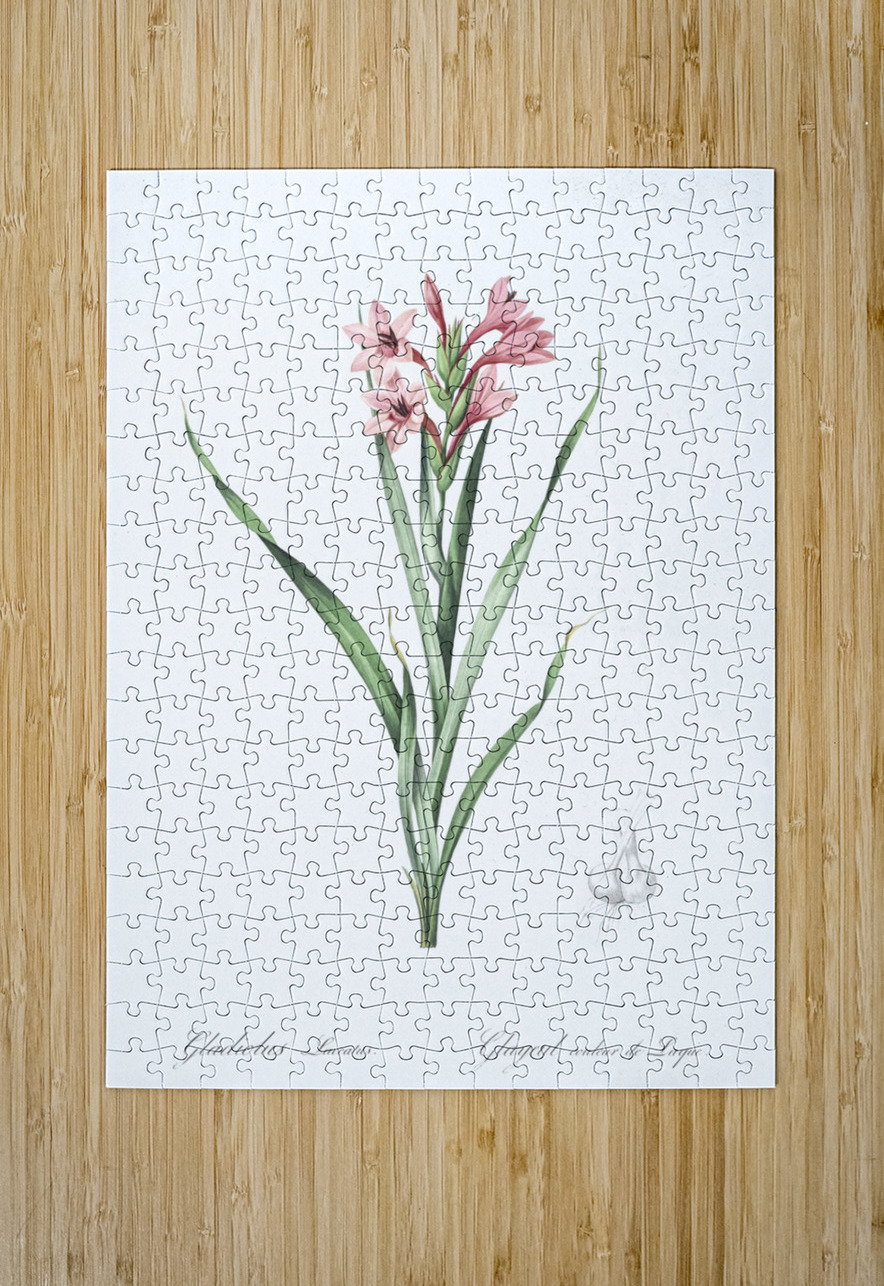 Sword lily illustration  IStockHistory com Puzzle printing