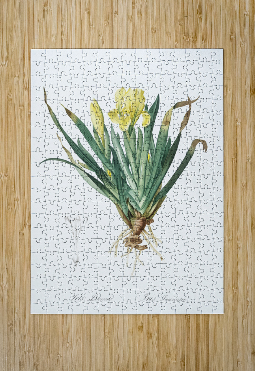 Crimean iris illustration  IStockHistory com Puzzle printing