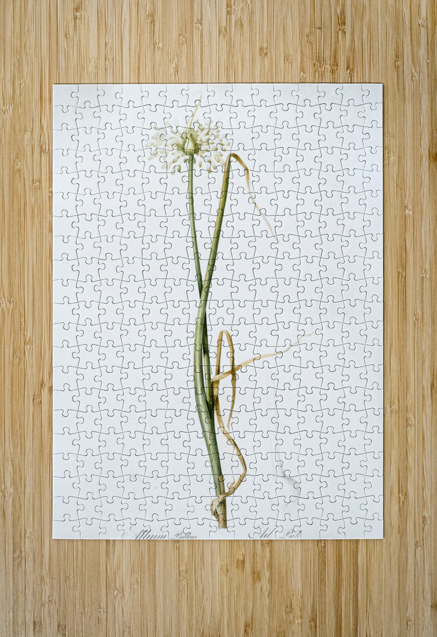 Wild onion illustration  IStockHistory com Puzzle printing