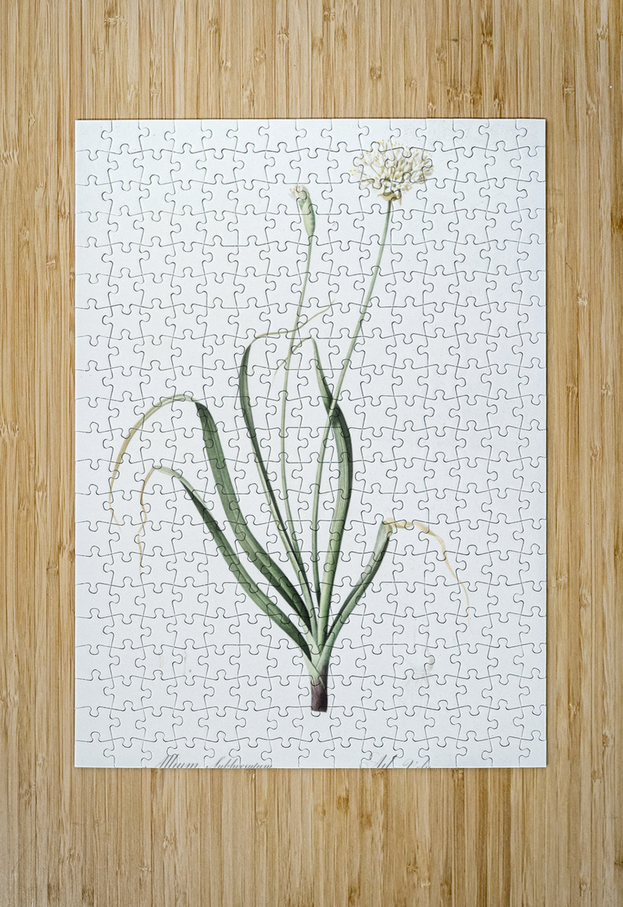 Hairy garlic illustration  IStockHistory com Puzzle printing