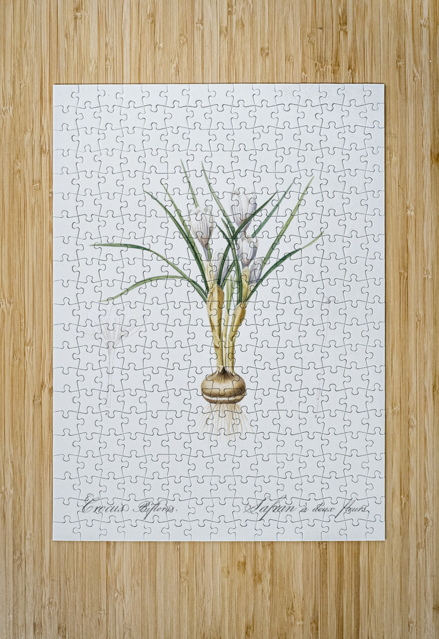 Silvery crocus illustration  IStockHistory com Puzzle printing