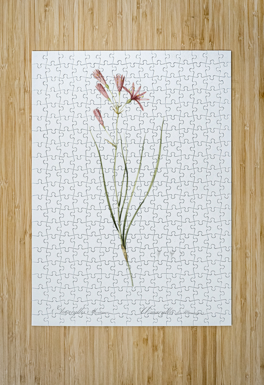 Amaryllis montana illustration  IStockHistory com Puzzle printing