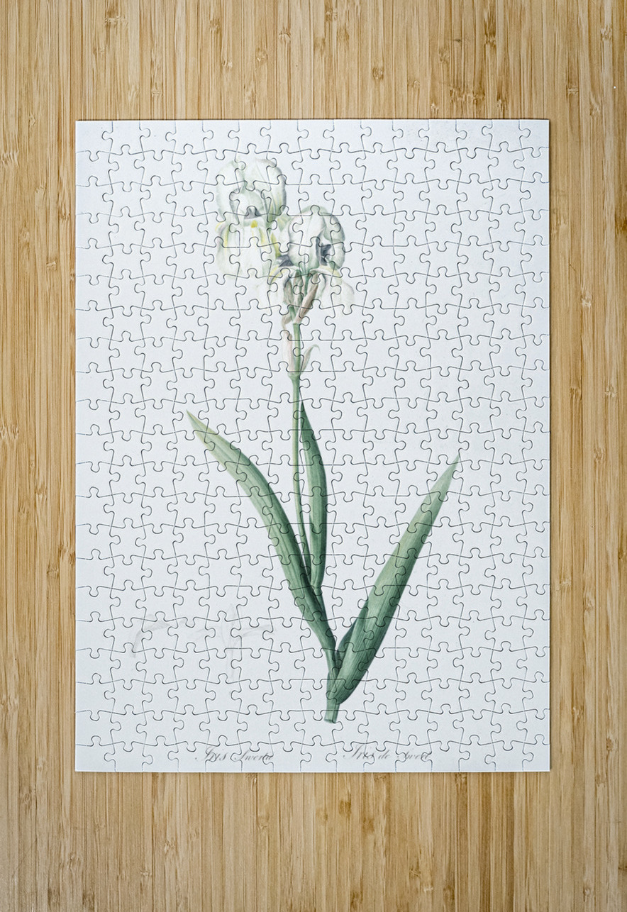 Tall bearded iris illustration  IStockHistory com Puzzle printing