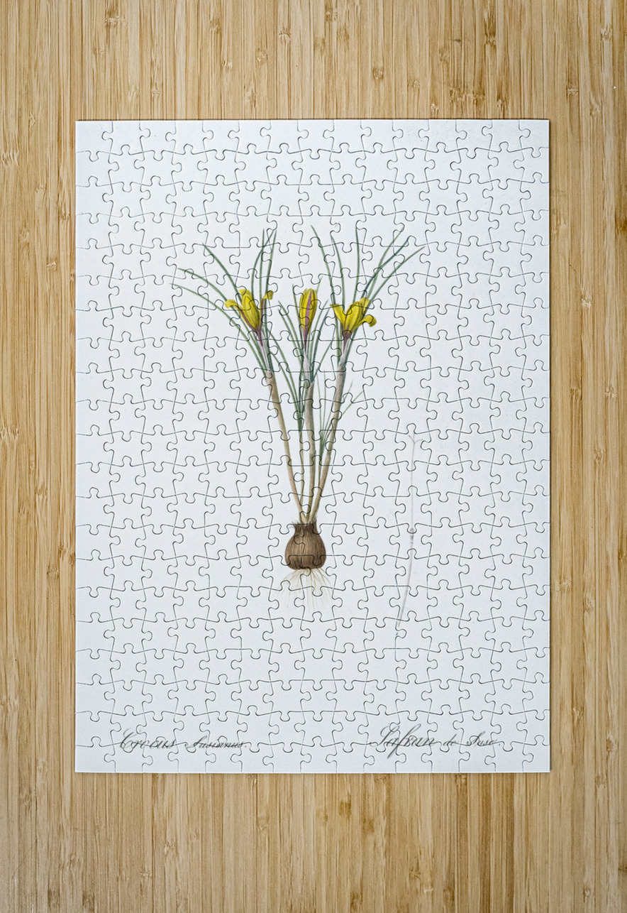 Cloth-of-gold crocus illustration  IStockHistory com Puzzle printing