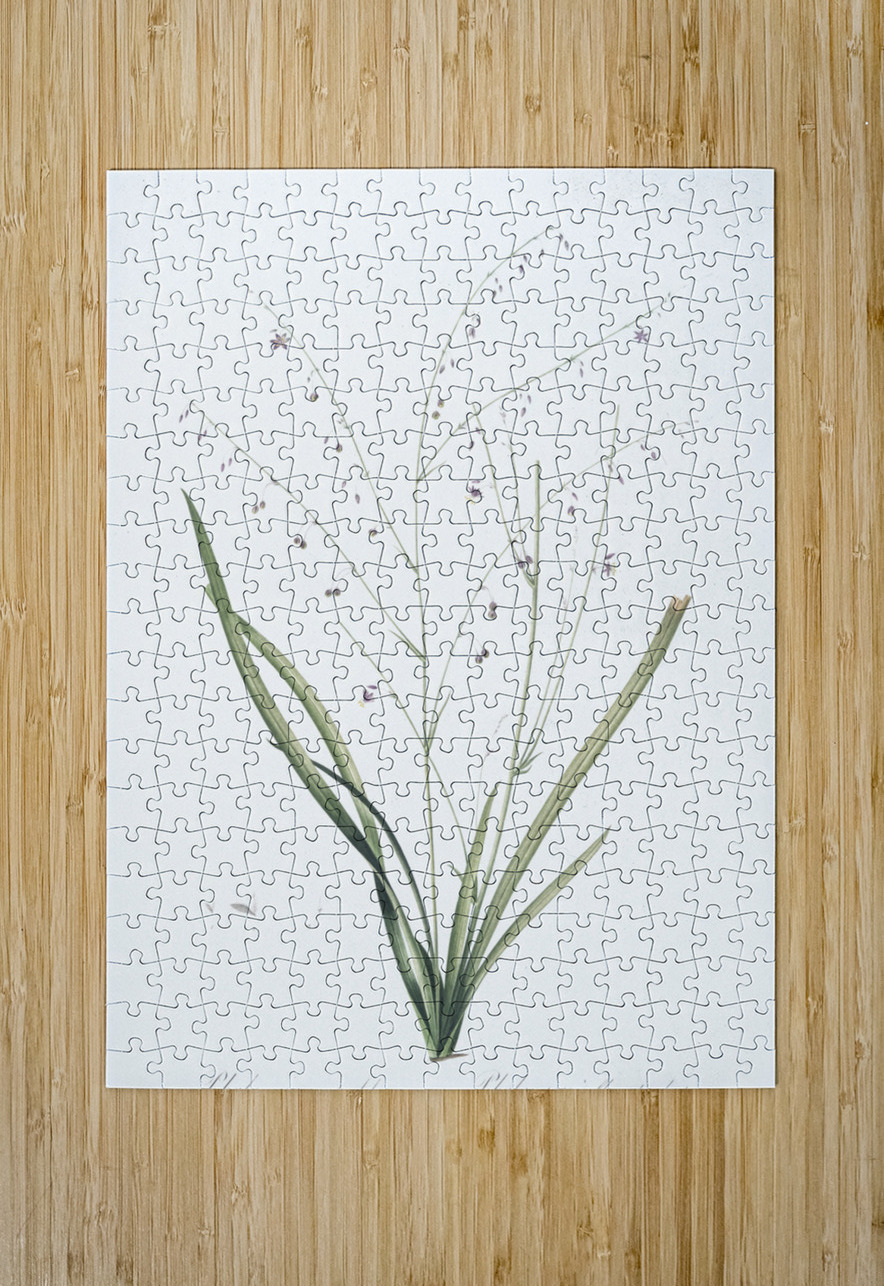 Pale vanilla lily illustration  IStockHistory com Puzzle printing