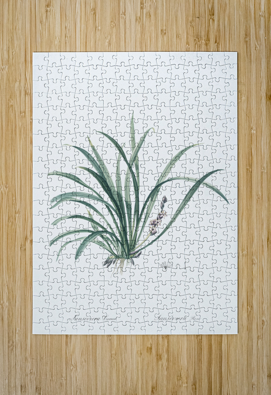 Sansevieria carnea illustration  IStockHistory com Puzzle printing