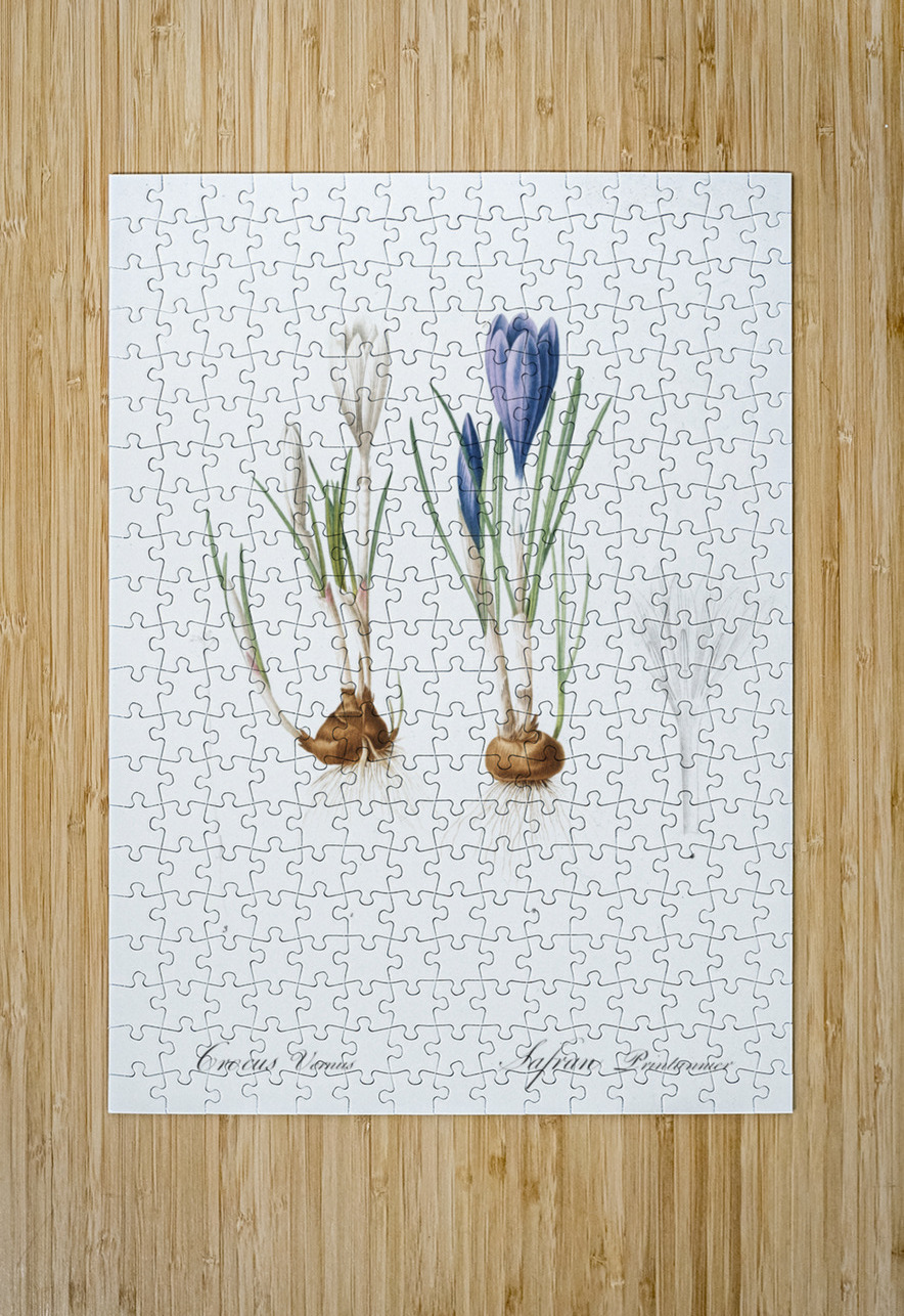 Spring crocus illustration  IStockHistory com Puzzle printing