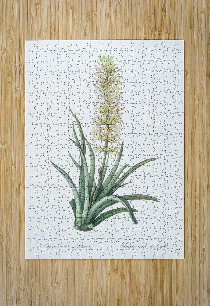 Snake plant illustration  IStockHistory com Puzzle printing