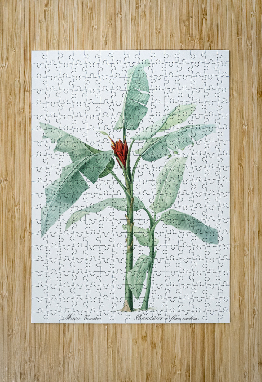 Scarlet banana illustration  IStockHistory com Puzzle printing