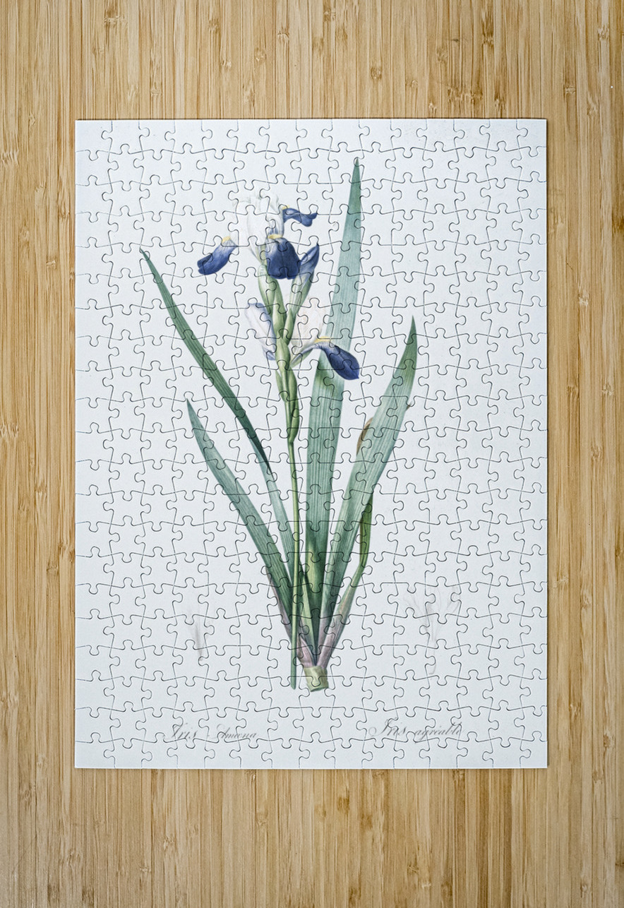 Tall bearded iris illustration  IStockHistory com Puzzle printing