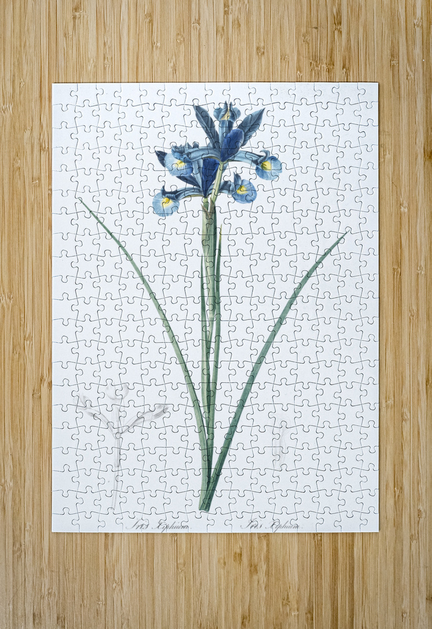 Spanish iris illustration  IStockHistory com Puzzle printing