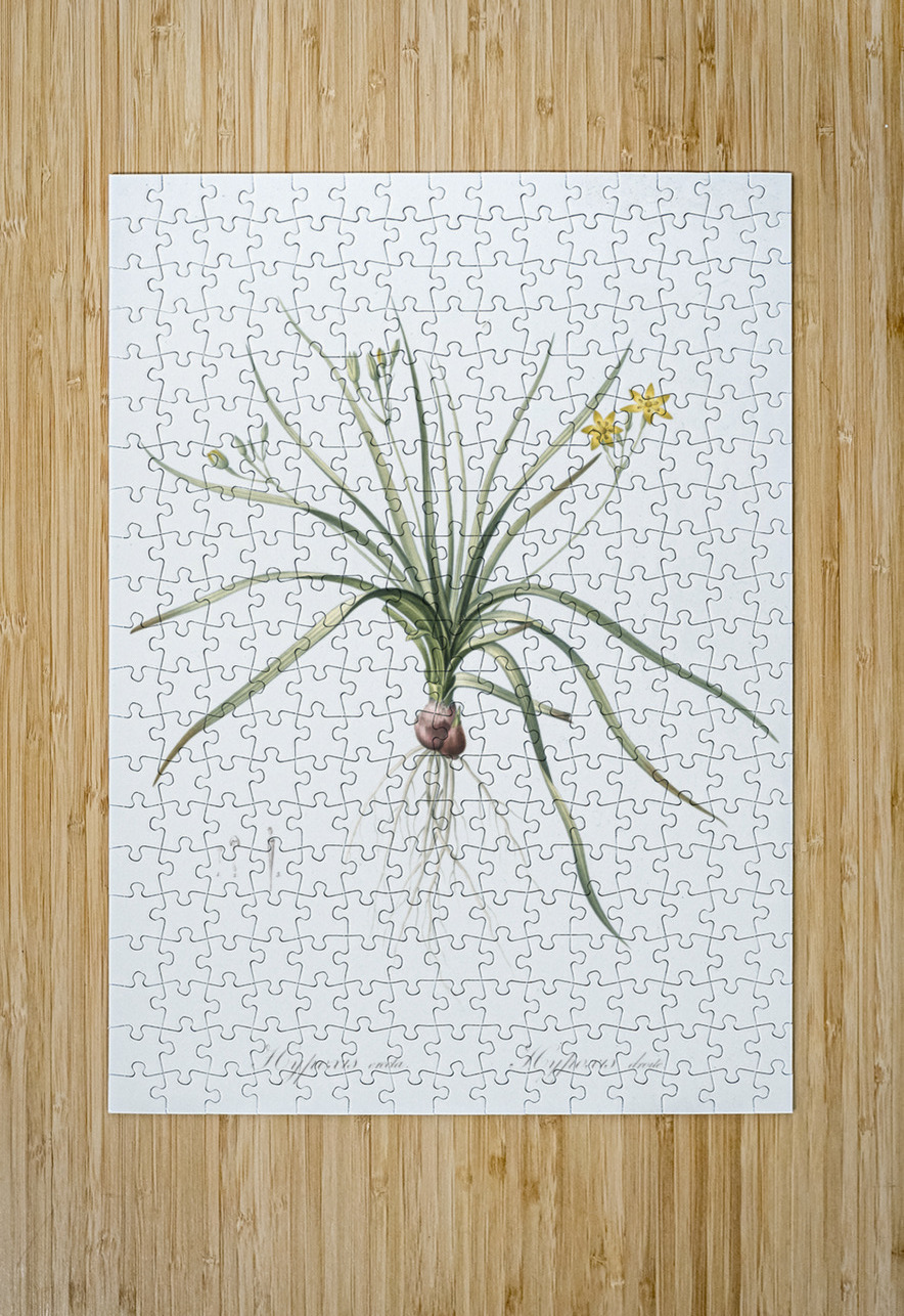 Common goldstar illustration  IStockHistory com Puzzle printing