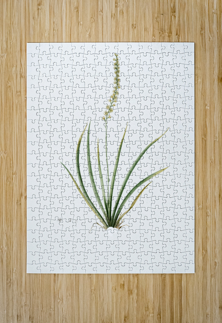 Tofieldia palustris illustration  IStockHistory com Puzzle printing