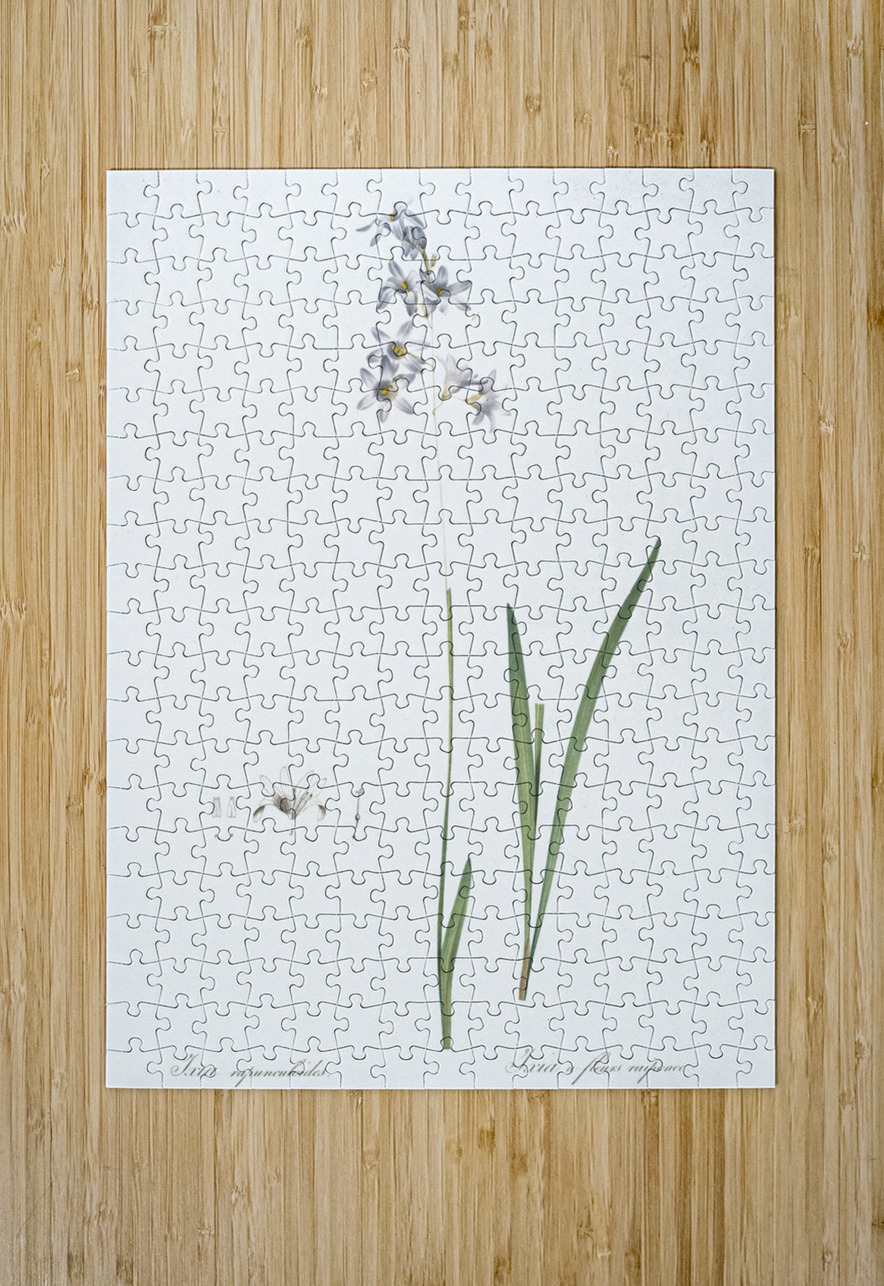 Corn lily illustration  IStockHistory com Puzzle printing