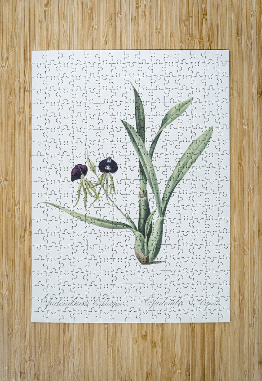 Clamshell orchid illustration  IStockHistory com Puzzle printing