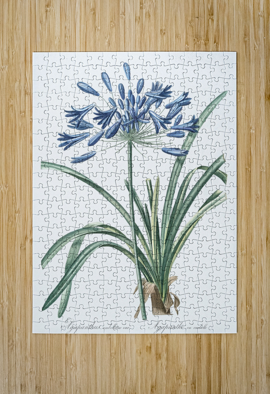African lily illustration  IStockHistory com Puzzle printing