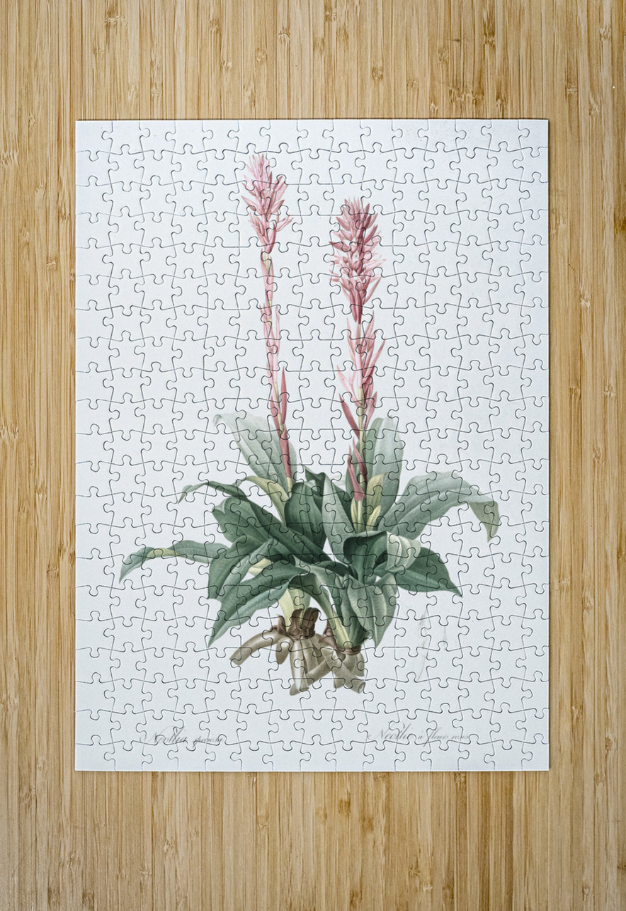 Latin American lady orchid illustration  IStockHistory com Puzzle printing