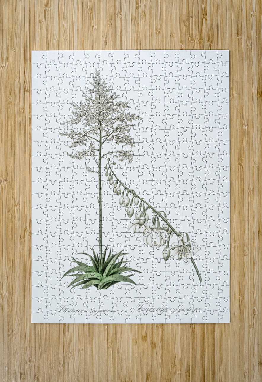 Giant cabuya illustration  IStockHistory com Puzzle printing