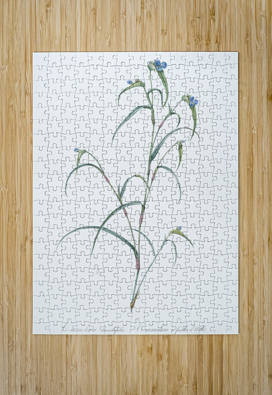 Birdbill dayflower illustration  IStockHistory com Puzzle printing