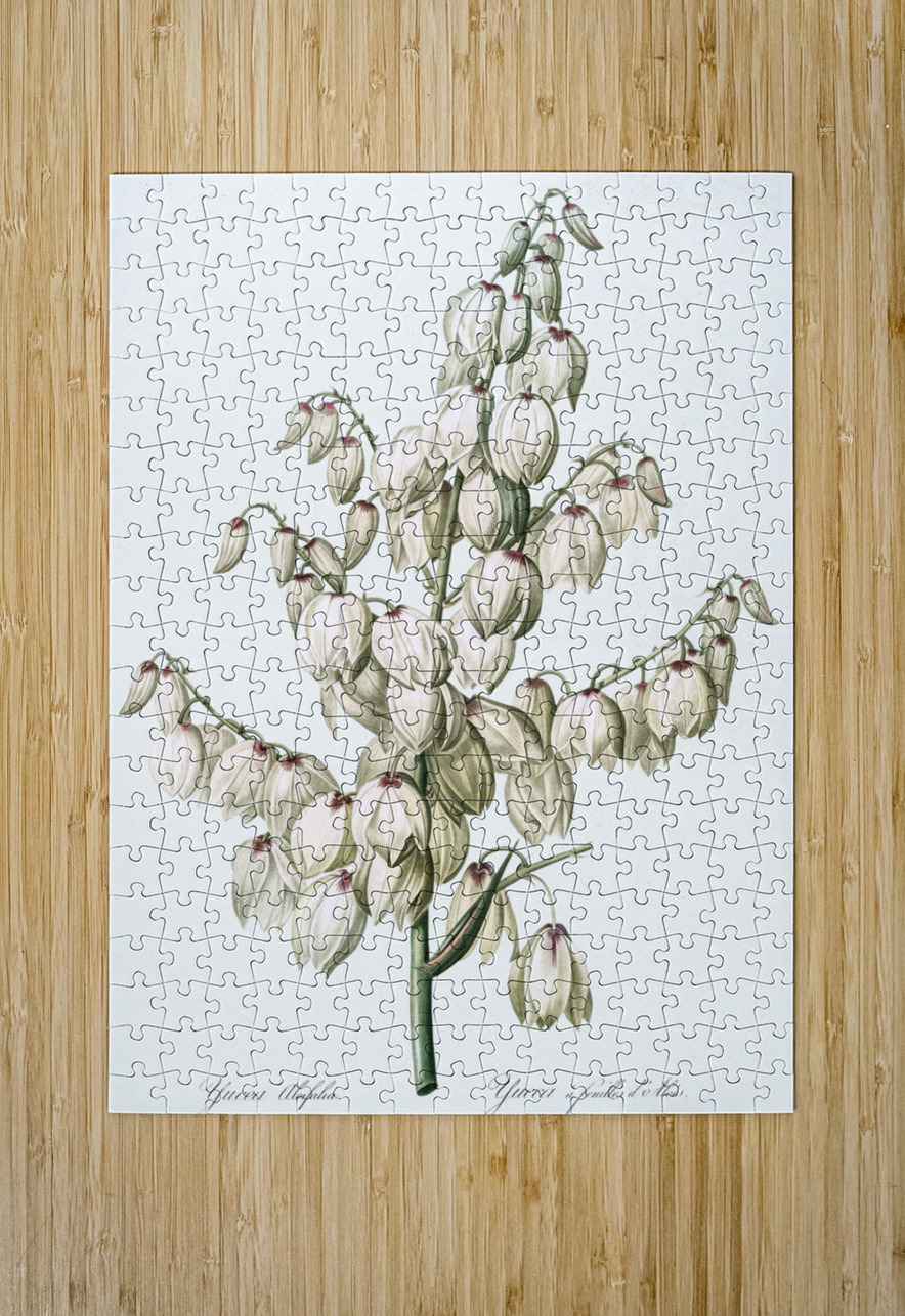 Aloe yucca illustration  IStockHistory com Puzzle printing