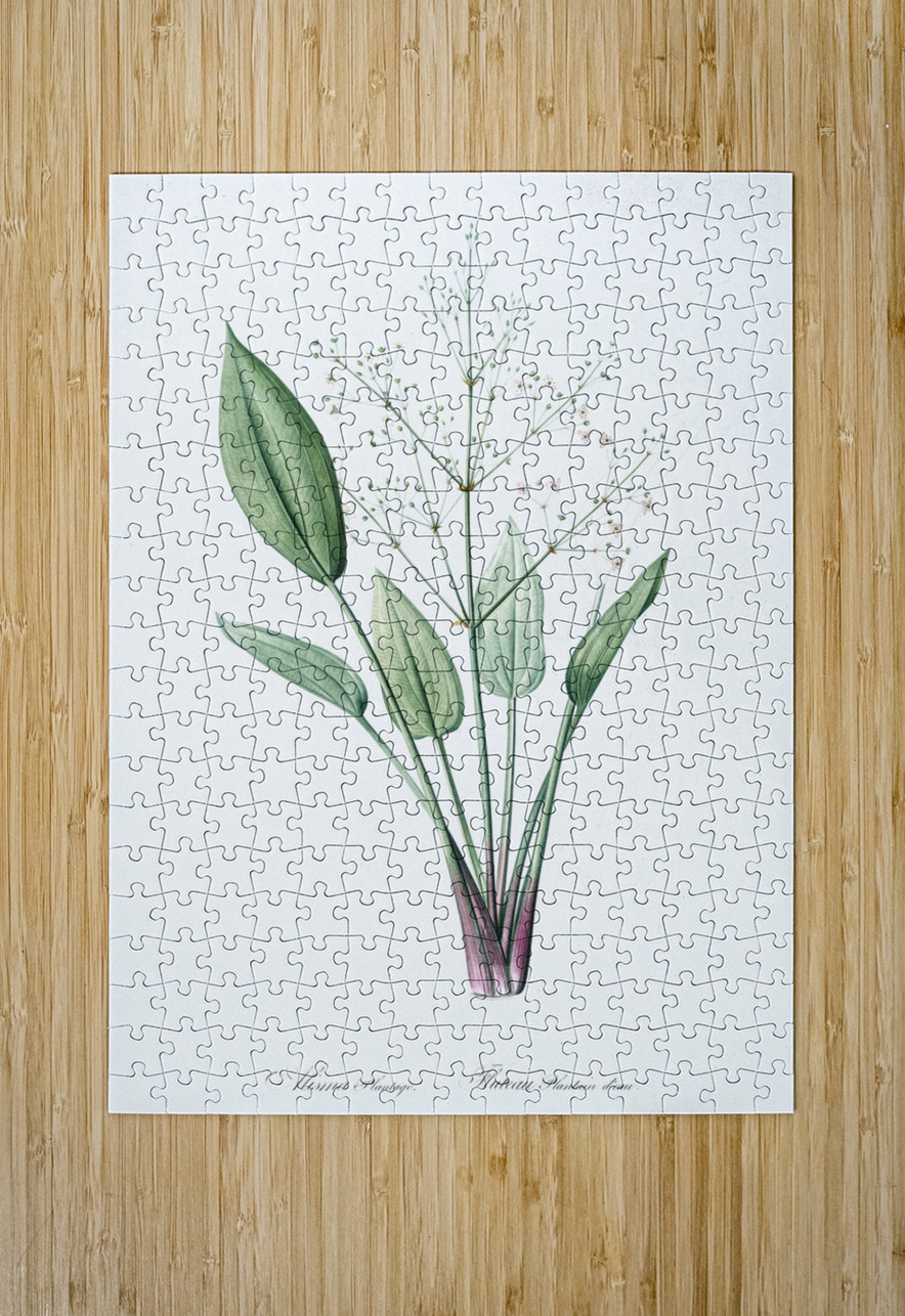 Ixia crispa illustration  IStockHistory com Puzzle printing
